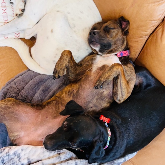 Meet your Posher, Dara - Picture 5 of 6